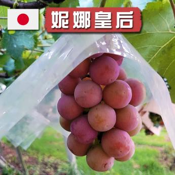 【中秋限定~】 日本山梨妮娜皇后葡萄｜秀級｜7~8房規格｜1房禮盒(附提袋) ~